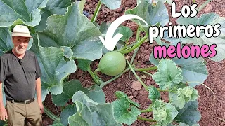 Cómo cultivar melones y sandías en secano