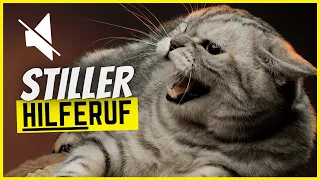 7 stille Anzeichen, dass deine Katze um Hilfe fleht...