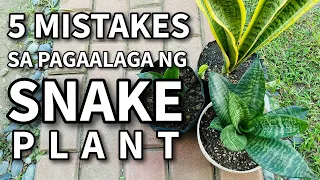 5 MISTAKES SA PAG-AALAGA NG SNAKE PLANTS - IWASAN!