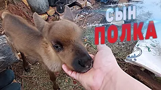 СЫН ПОЛКА.