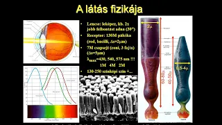 Az emberi látás a csillagászatban régen és ma - Hegedüs Tibor előadása  (2023.07.20.)