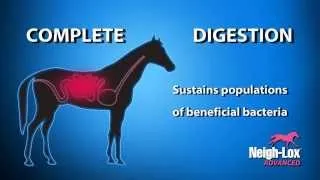 Horses with a busy lifestyle are at high risk for digestive upset