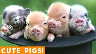 New Ultimate Cute Mini Pigs & Micro Pigs Compilation 2018 | Try Not to Laugh Funny Pet Videos FPV