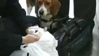 KTRH talks about the Beagle Brigade at Bush Airport