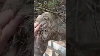 Happy Sloth Gets Rescued While Crossing Road!