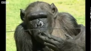 Chimpanzee Enjoys A Cigarette