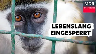 Tiere hinter Gittern – Sind Zoos noch zeitgemäß? | Doku