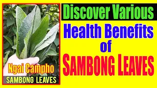 SAMBONG or NGAI CAMPHO HERBS HAS VARIOUS HEALTH EFFECTS