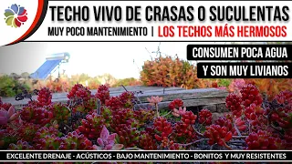 🌵 Nuestro TECHO VIVO de CRASAS o SUCULENTAS - Liviano, bajo consumo de agua y de poco mantenimiento.