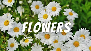 Beautiful Flowers Cinematic Video HD (No Copyright Music) | Flower Garden 4K | Amazing Nature