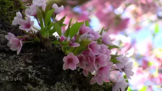 Beautiful Nature Spring 1080p HD 720p