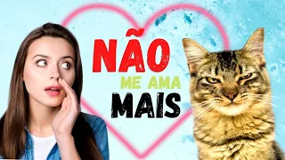 🐱COMO FAZER MEU GATO GOSTAR DE MIM ? Dicas para conquistar o amor do seu gato