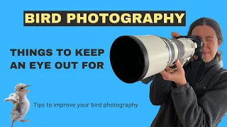 Improve your bird photography (tip 2)