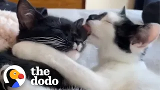 Tiny Kittens Have Been Inseparable Since They Were Born | The Dodo