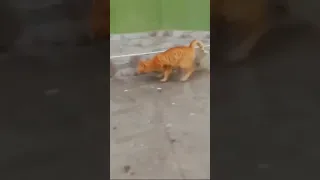 Real tom and jerry 🐈🐁 catch me if u can 😂😂 #kitty #puppy #wildlife #funny #shorts