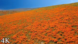 SUPERBLOOM SOARING [4K] 1HR Aerial Nature Relaxation™ Film + Soothing Hang Drum Vocal Music