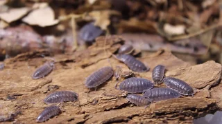 Isopods / Мокрицы