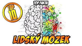 TOP 10 - zajímavostí o lidském mozku