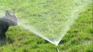 French Bulldog vs. Sprinkler