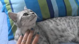 Кошку глядят - кошка кайфует