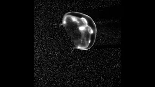 High-Speed Footage: Jellyfish Uses Its Vortex Rings to Swim Efficiently