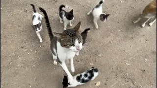 A friendly mama cat asks for food for her very hungry kittens🥹❤️.