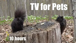 Squirrels in a Forest Full of Trilliums - 10 Hour Cat TV for Pets to Watch 😺 - May 16, 2024