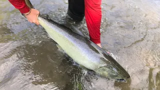 Fishing Bowmanville Creek Salmon 2021