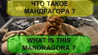 Что такое мандрагора ? WHAT IS MANDRAGORA? Mandrake Mandragora plant