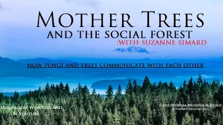 Mother Trees and the Social Forest- Trees and Mushrooms communicating with Suzanne Simard