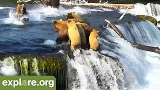 Bear Cubs Run Away from 747! - This Week at Brooks Falls