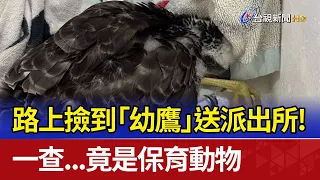 路上撿到「幼鷹」送派出所！ 一查...竟是保育動物