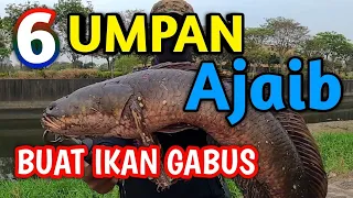 Umpan alami Gabus Liar // Umpan Jitu Ikan Gabus Liar yang Malas Makaan