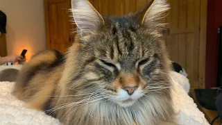Cute Maine Coon Cat Chattering At Birds!