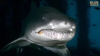 Sand Tiger Sharks of North Carolina (They PROTECT the fish?)
