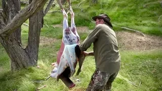 #waikarimoana Hunting two Fallow deer with 7mm Rem Mag rifle in New Zealand # 212