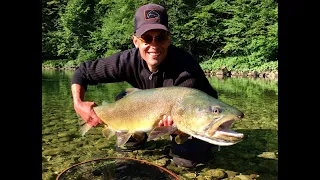 BIG(HUGE)MARBLE TROUT(MARMORATA)1M-11,6 KG - SIGHT FISHING - SLOVENIA