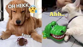 Dog And Cat Reaction To Toy - 🤣Funny Dog reaction on Toy robots - Animals reaction COMPILATION