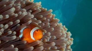 Symbiosis: Amazing Animal Interactions Under Water! | Borneo from Below (S01E23)