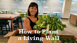 How to Plant a Living Wall