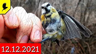 Ловля птиц на юге России 12.12.2021 #BirdTrap #birdscatching #SparrowTrap