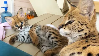 Serval Mickey: from a cute kitten to a brutal predator