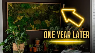 Moss Wall Art DIY 12 months later! (Updates & Some thoughts)