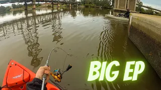 Fishing For BIG ESTUARY PERCH On Bridge Pylons