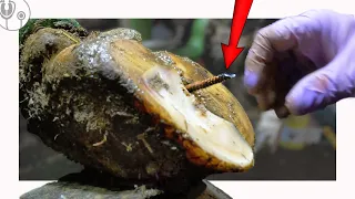 *HUGE* RUSTY SCREW PULLED out of COWS FOOT