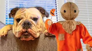 DOG vs TRiCK r TREAT SAM PRANK! My FUNNY BULLDOG DOG LOLA REACTS to SCARY HALLOWEEN DOLL!