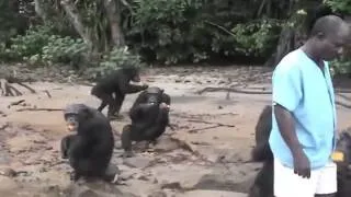 Liberia Chimp Retiring Island