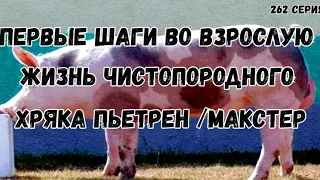 Первые шаги во взрослую жизнь чистопородного хряка  породы пьетрен /макстер