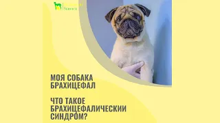 Моя собака брахицефал. Что такое Брахицефалический синдром?