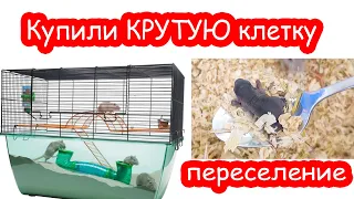 Купили крутую клетку песчанкам